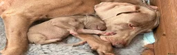 Weimaraner dogs for sale: Beautiful KC reg Weimaraner’s forever homes req - Advert 3