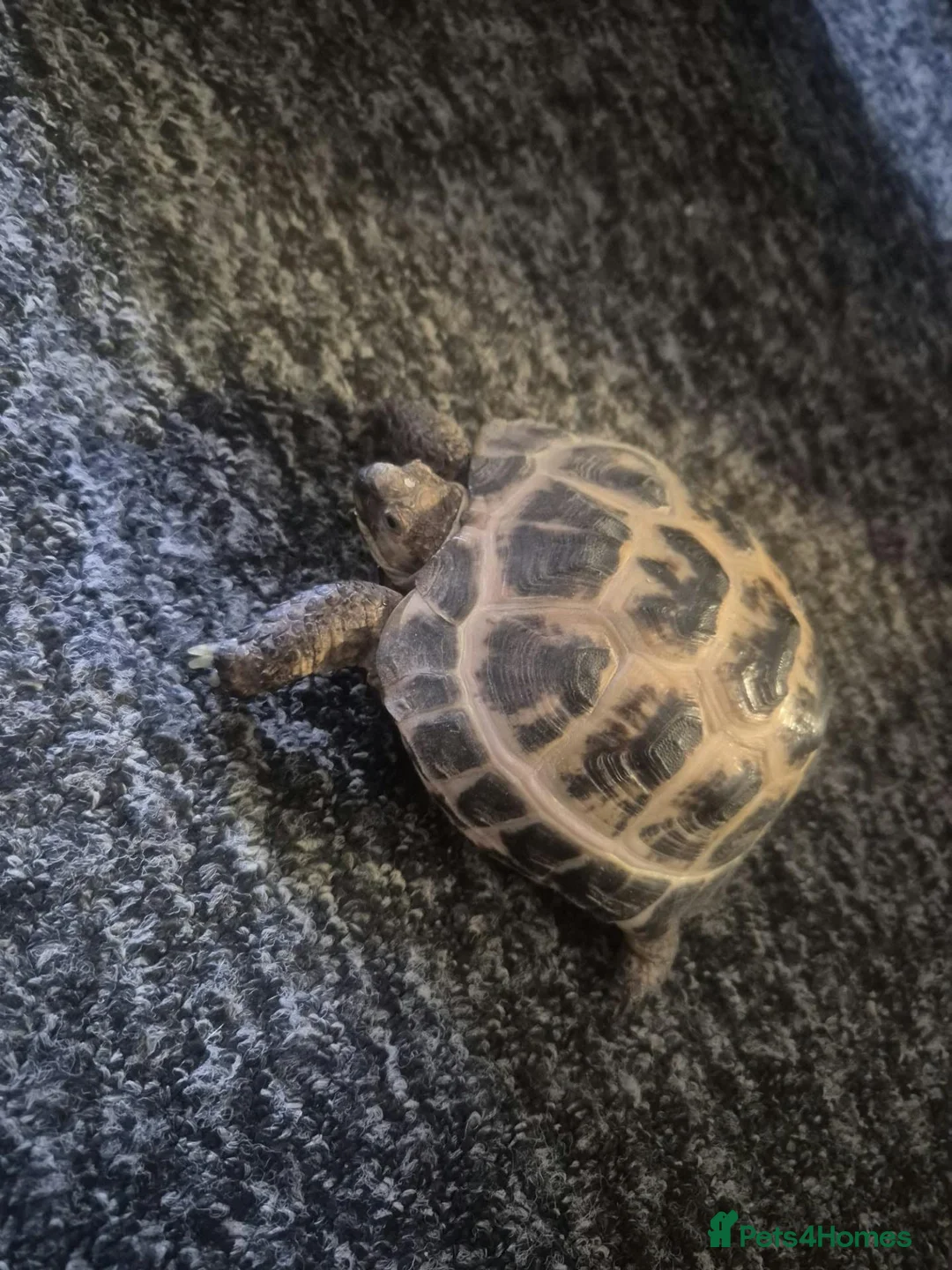 Tortoise reptiles for sale: Russian horsenfield tortoise in Coventry - Advert 2