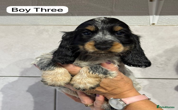 Cocker Spaniel dogs - Advert 4