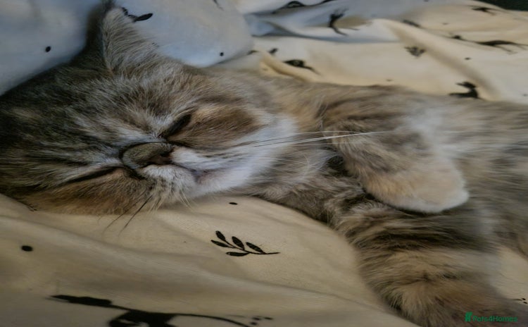 Persian cats - Advert 2