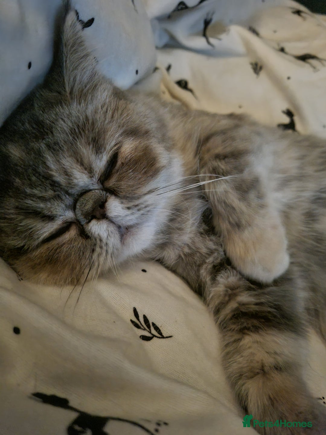 Persian cats for sale: Exotic Persian kitten lap cat very loving  - Image 1