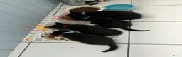 Mixed Breed cats for sale: Beautiful kittens  - Advert 15