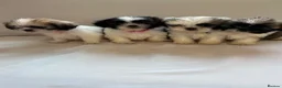 Shih Tzu dogs for sale: Shih Tzu puppies - Advert 13