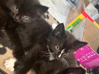 Mixed Breed cats 3 female kittens (ready to go) - Advert 1