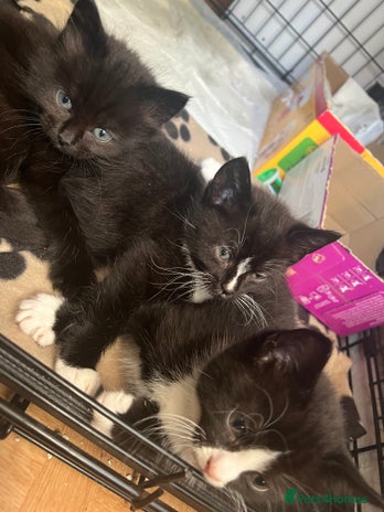 Mixed Breed cats 3 female kittens (ready to go) - Advert 1