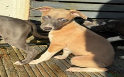 Whippet dogs for sale: Beautiful KC Whippet puppies  - Advert 16