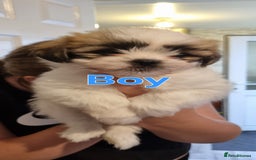 Shih Tzu dogs for sale: Shihtzu puppies - Image 4