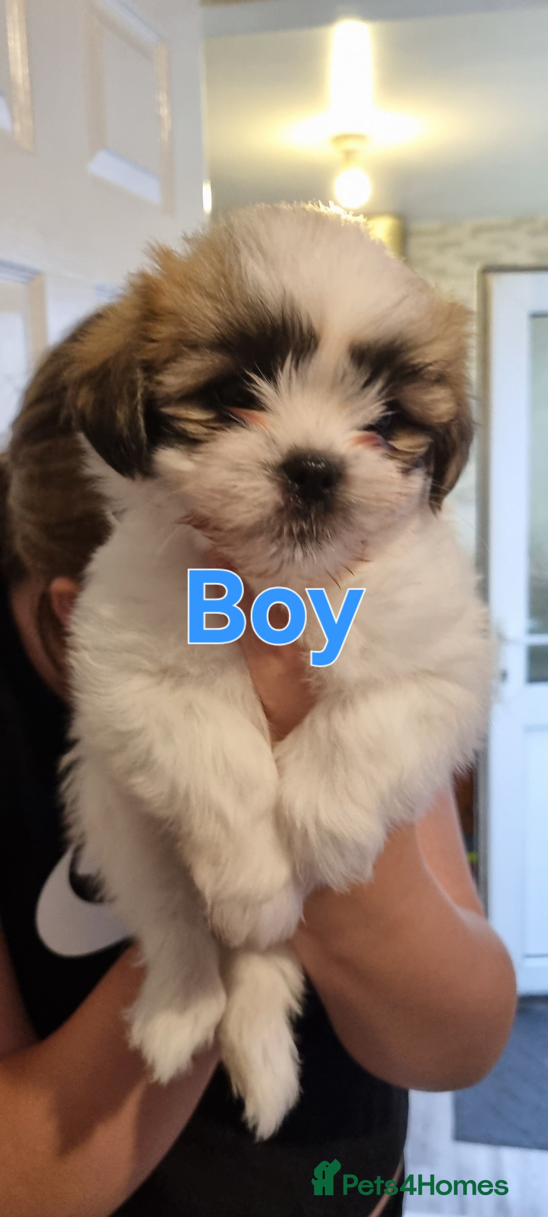 Shih Tzu dogs for sale: Shihtzu puppies - Image 4