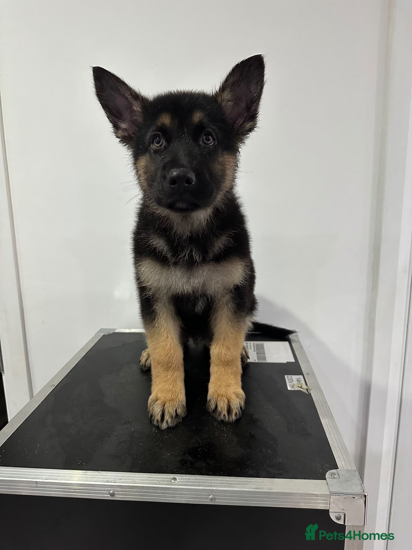 German Shepherd dogs German shepherd puppies  - Advert 11