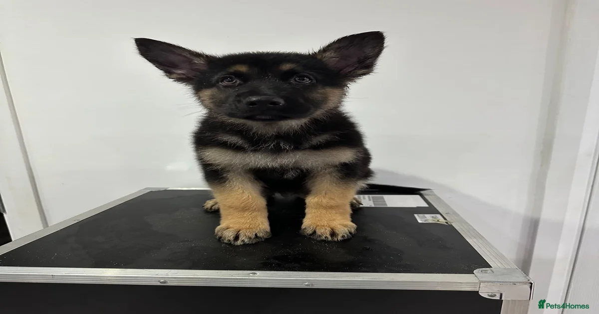 German shepherd puppies for sale in London | Pets4Homes