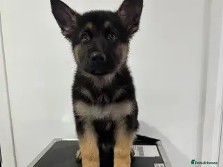 German Shepherd dogs German shepherd puppies - Advert 11