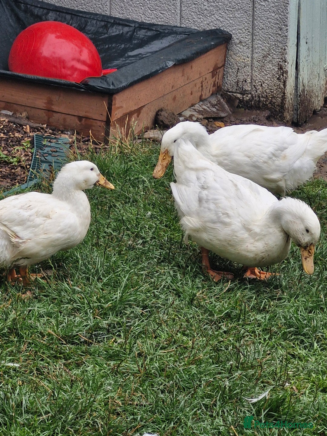 Ducks poultry for sale: 2x male cherry valley 1x female valley - Image 2