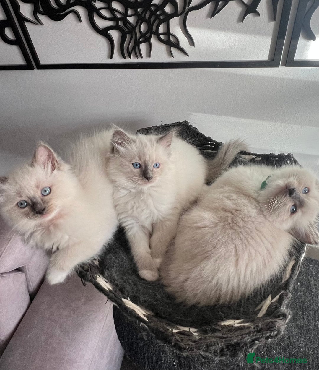Ragdoll cats for sale: 3 Ragdoll kittens  - Advert 9