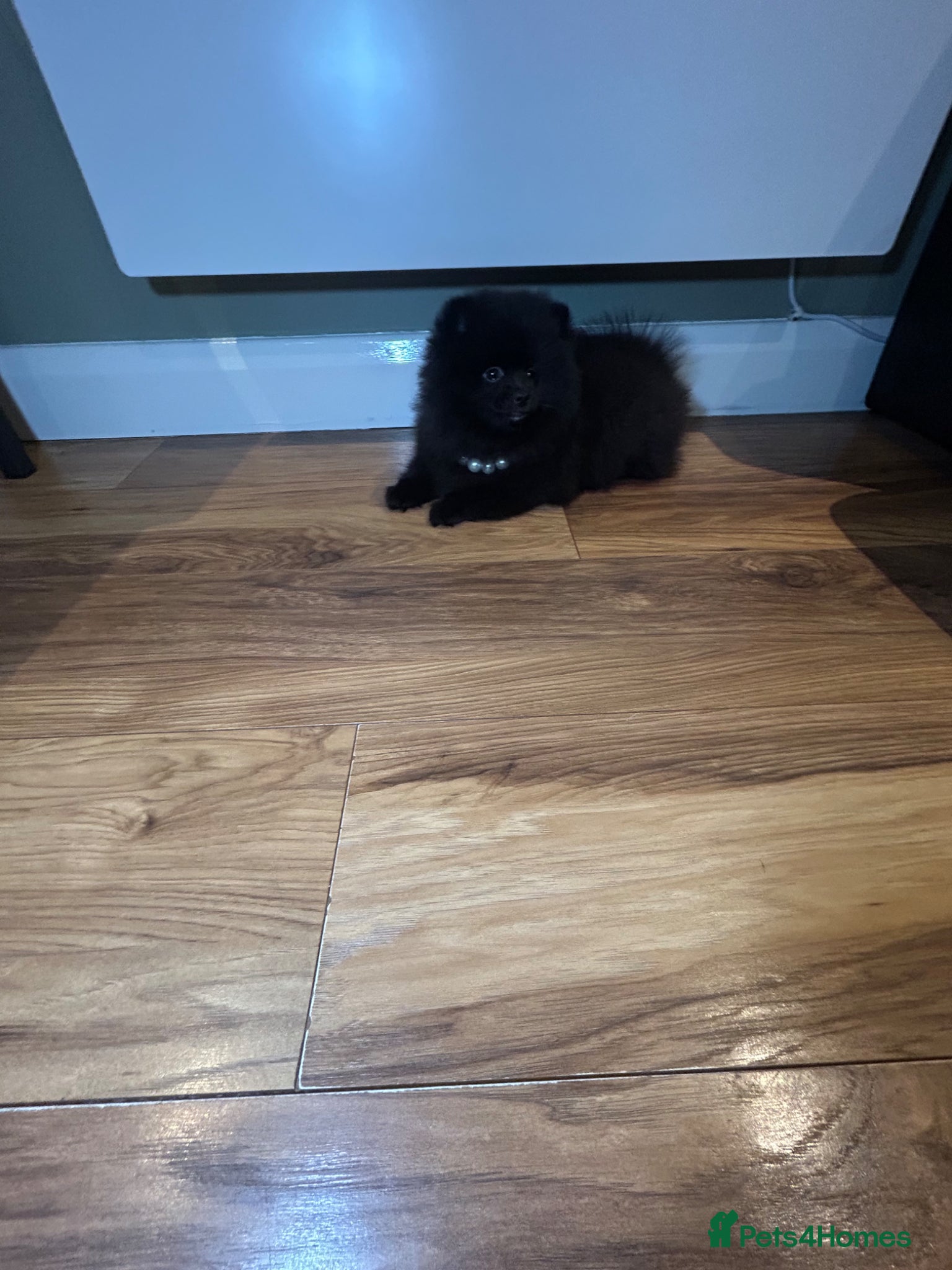 Pomeranian dogs 🩷Ready now Beautiful Pomeranian Puppy Girl🩷 - Advert 16