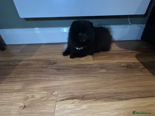 Pomeranian dogs 🩷Ready now Beautiful Pomeranian Puppy Girl🩷 - Advert 16