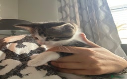 Mixed Breed cats for sale: 2 boy kitten left for sale  - Image 11