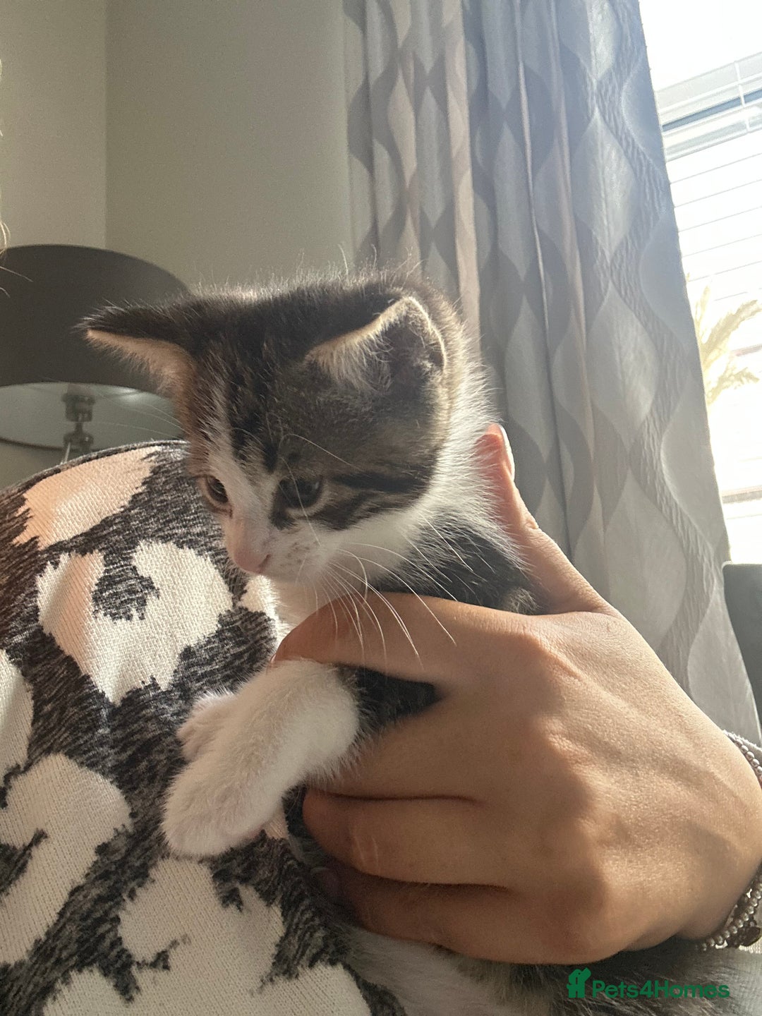 Mixed Breed cats for sale: 2 boy kitten left for sale  - Image 11