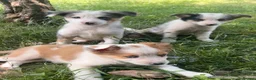 Mixed Breed dogs for sale: 4 beautiful collie pups  - Advert 24