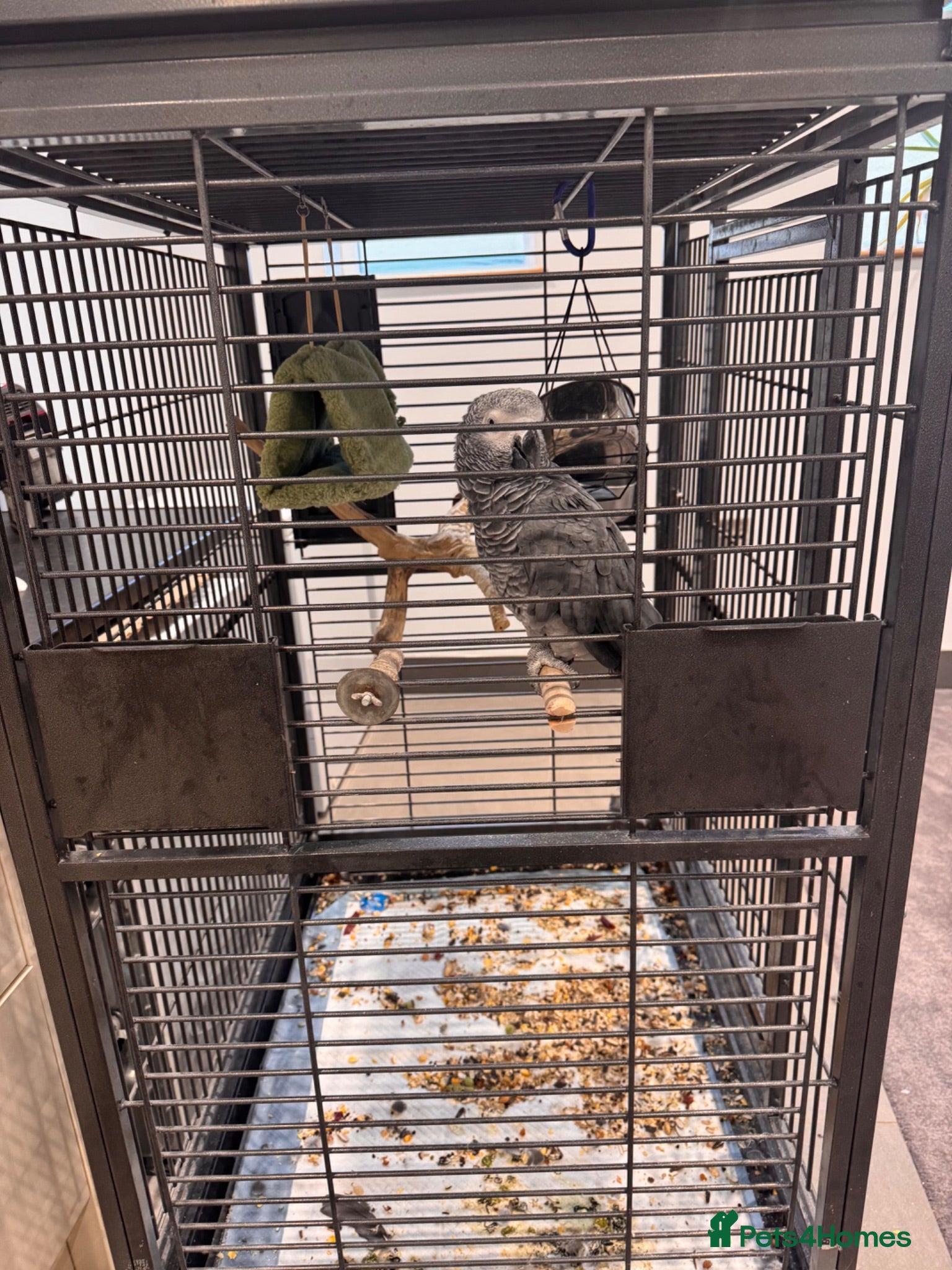 Parrots birds Talking African grey parrot cage included  - Advert 1
