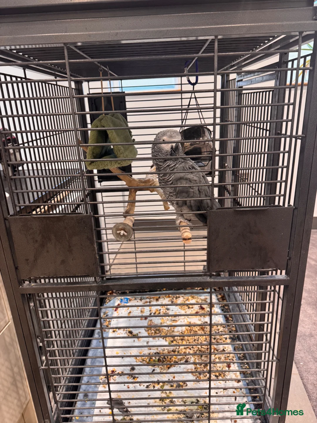 Parrots birds for sale: Talking African grey parrot cage included  in Keighley - Advert 1