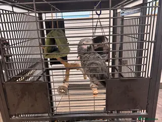 Parrots birds Talking African grey parrot cage included - Advert 1