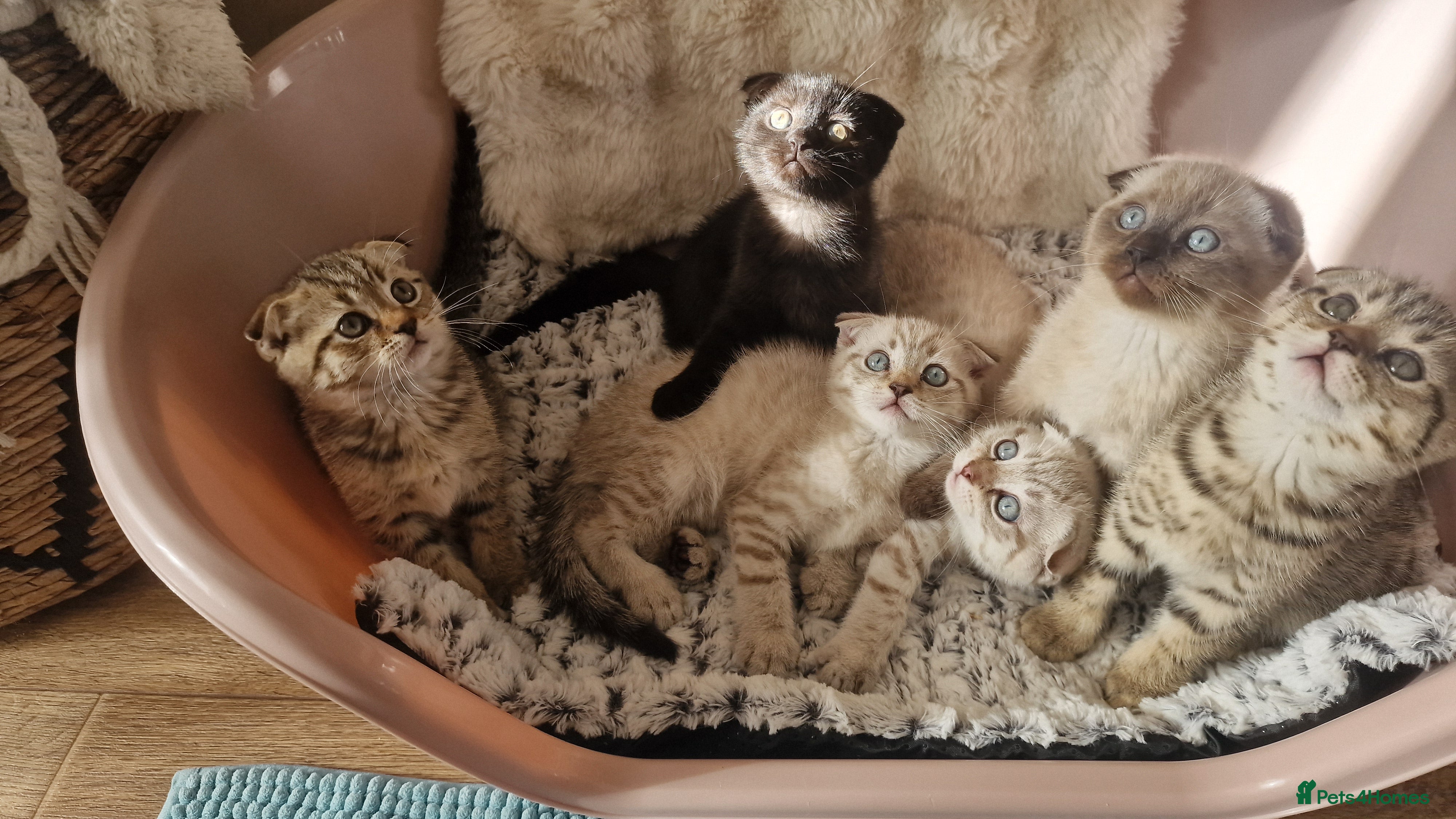 Scottish Fold cats 🐾 Gorgeous Scottish Fold! 🐾 Ready - Advert 1