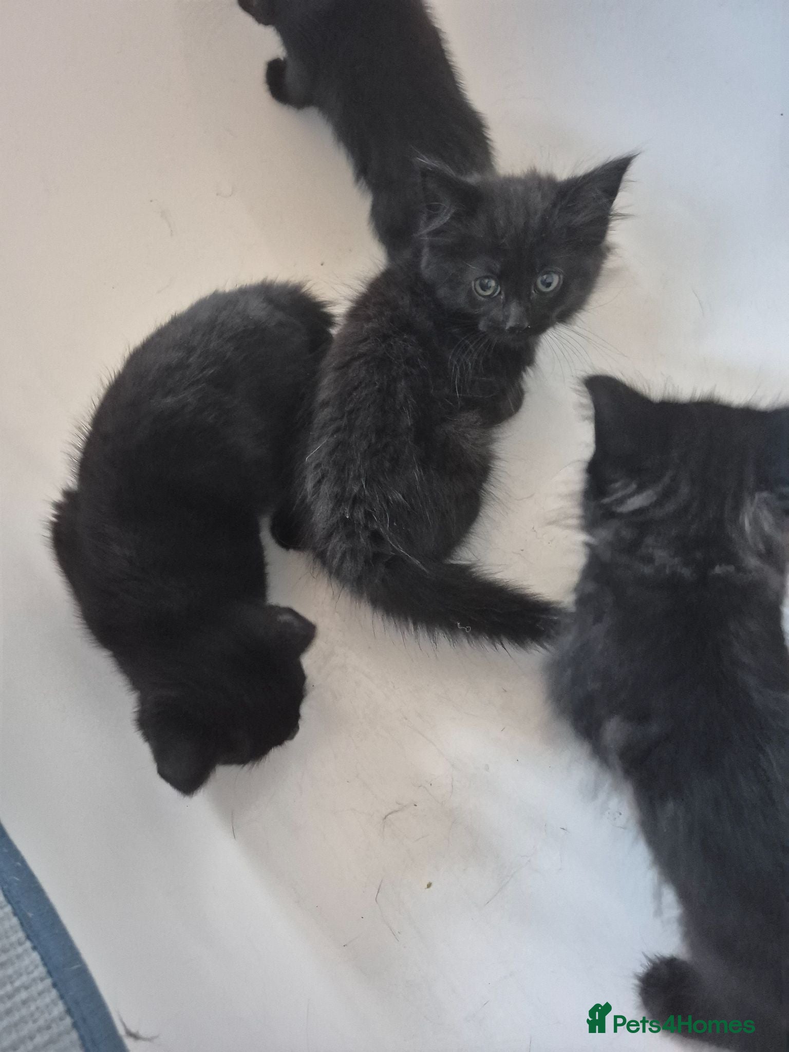 Mixed Breed cats Kitten  - Advert 3