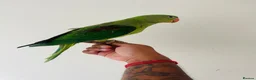 Parrots birds for sale: Hand Reared Alexandrine for sale  - Advert 12