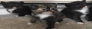 British Shorthair Kitten 5