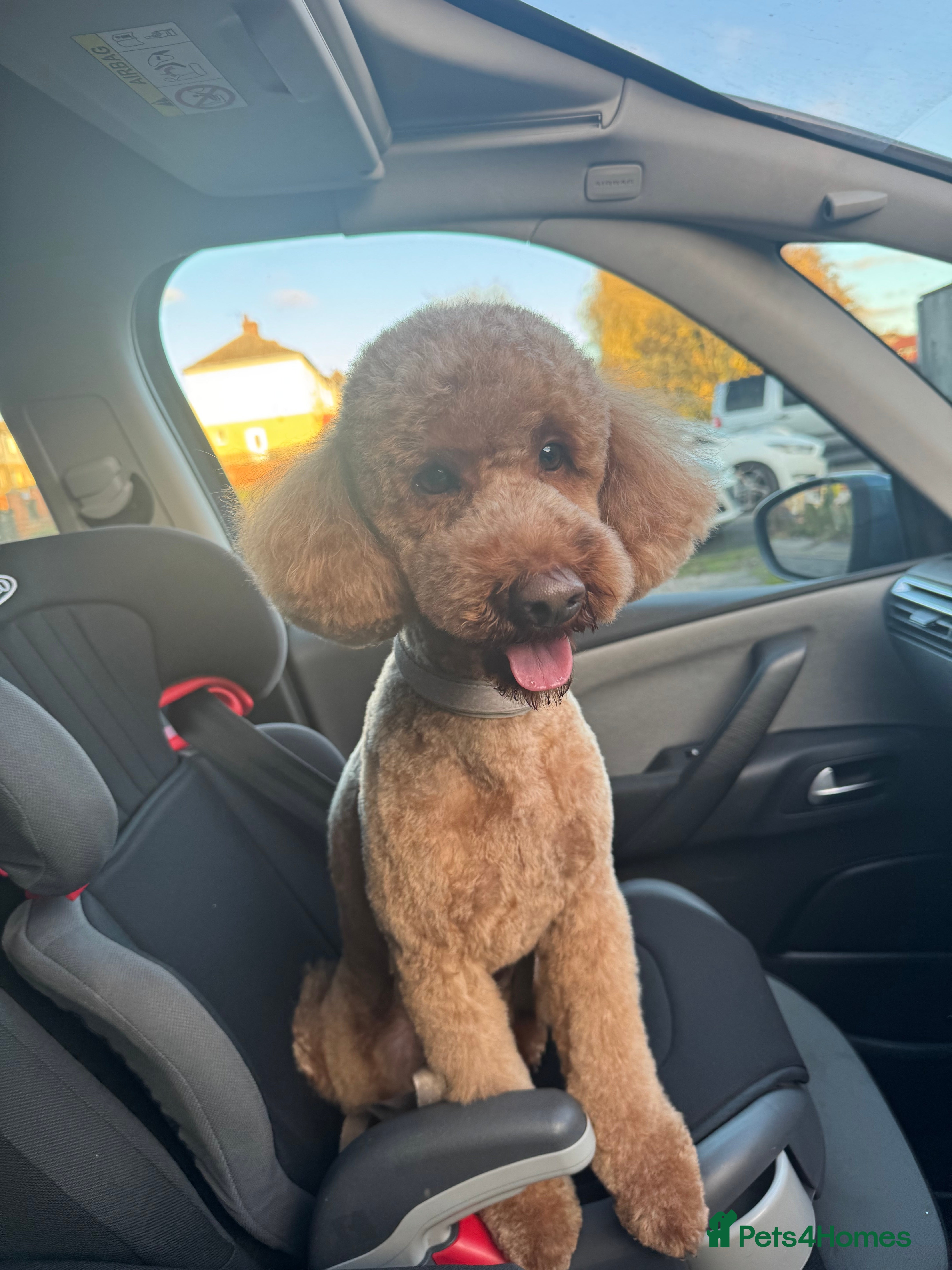 Miniature Poodle dogs For stud  in Rotherham - Advert 2