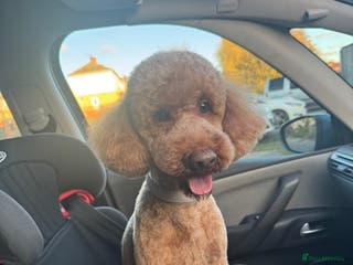 Miniature Poodle dogs For stud in Rotherham - Advert 7