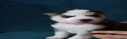 Siberian Husky dogs for sale: 7 Siberian Husky puppies - Advert 8