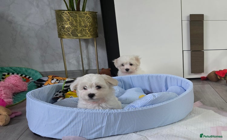 Maltese dogs - Advert 14