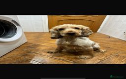 Cocker Spaniel dogs for sale: Last 2 boys fully vaccinated health checked  - Image 18