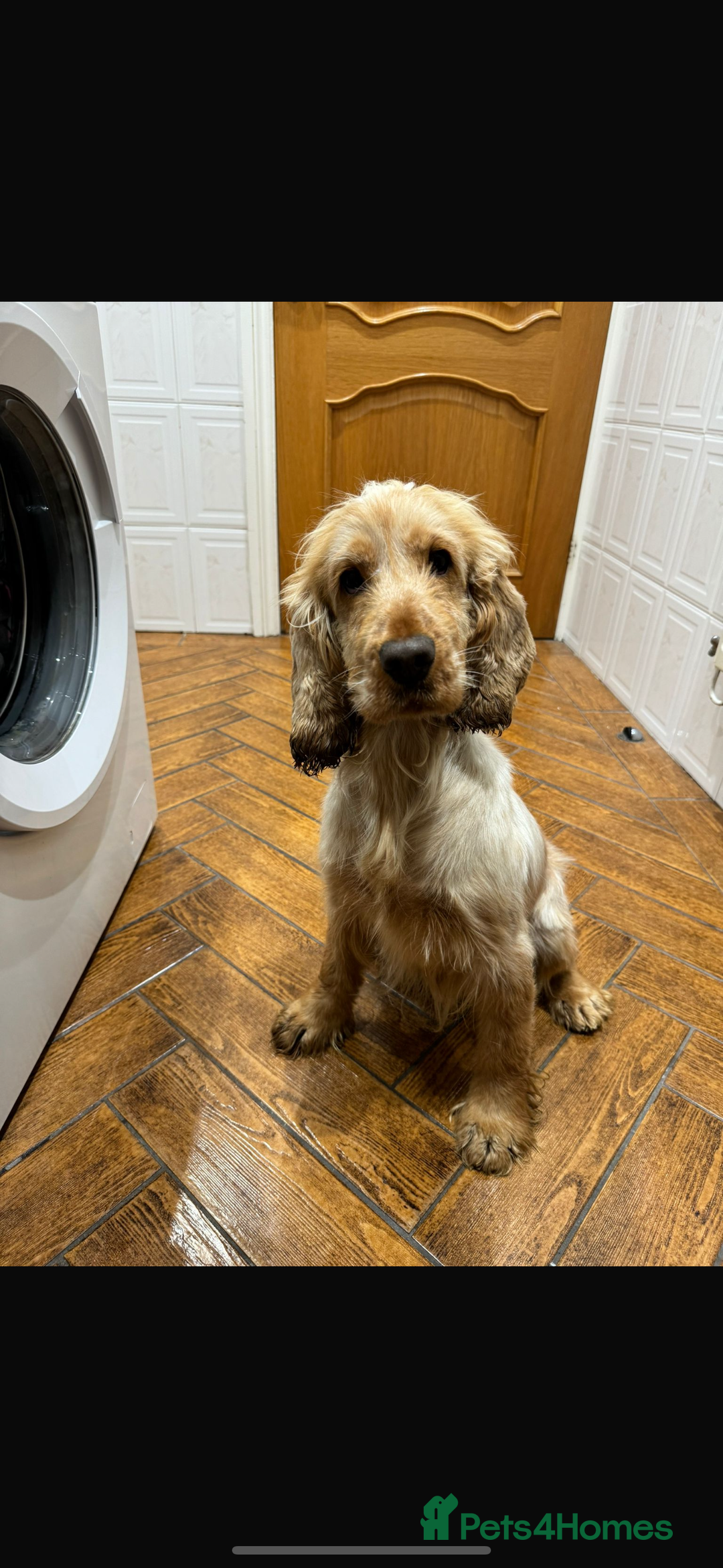 Cocker Spaniel dogs for sale: Last 2 boys fully vaccinated health checked  - Image 18