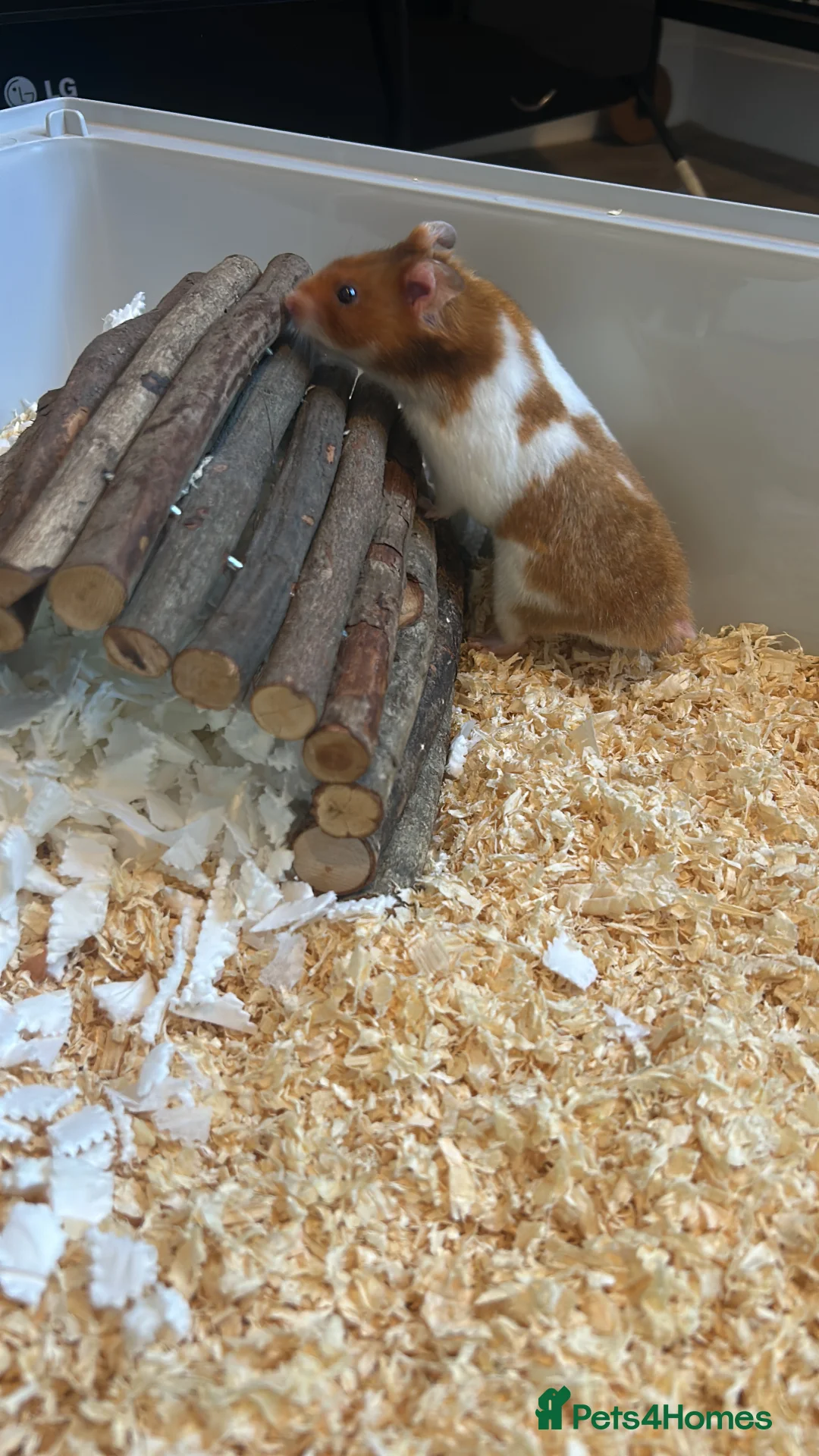 Hamster rodents for sale: Harold the hamster  in Sheffield - Advert 2