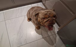 English Bulldog dogs for sale: For free. Just needs a good home - Image 2