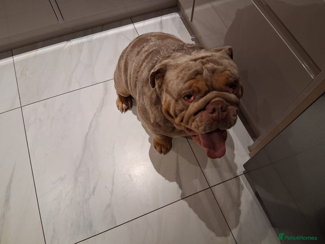 English Bulldog dogs for sale: For free. Just needs a good home - Image 2