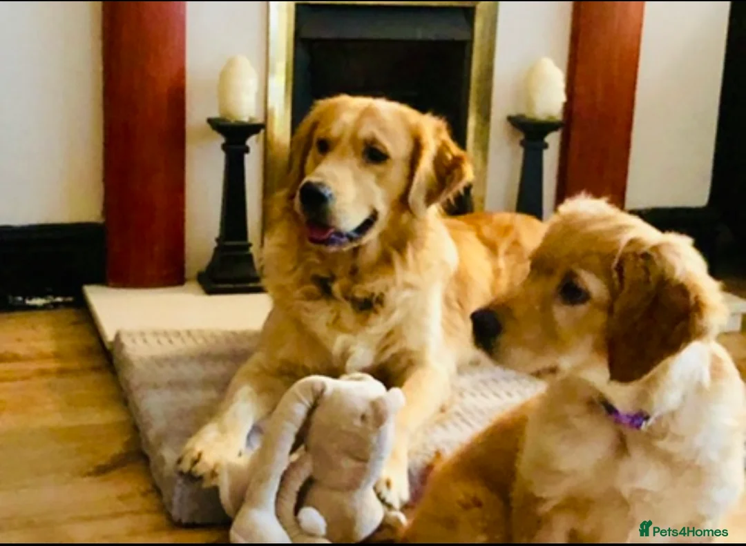 Golden Retriever dogs for stud: stunning golden retriever stud dog in Bury Saint Edmunds - Advert 9