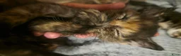 Mixed Breed cats for sale: 3 beautiful babies looking for forever homes - Advert 3