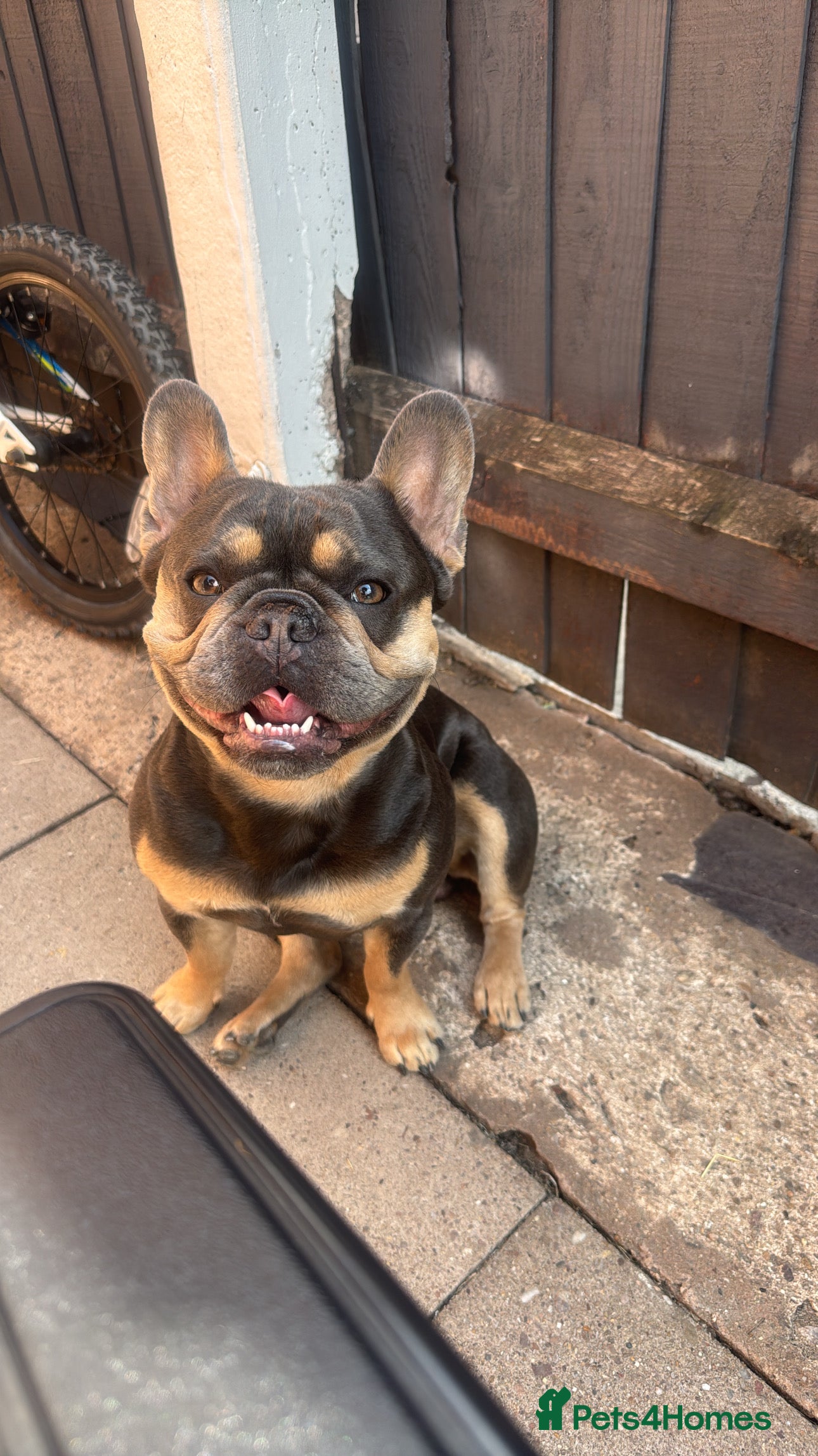 French Bulldog dogs Bleu Law - Advert 1