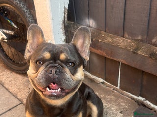 French Bulldog dogs Bleu Law - Advert 1