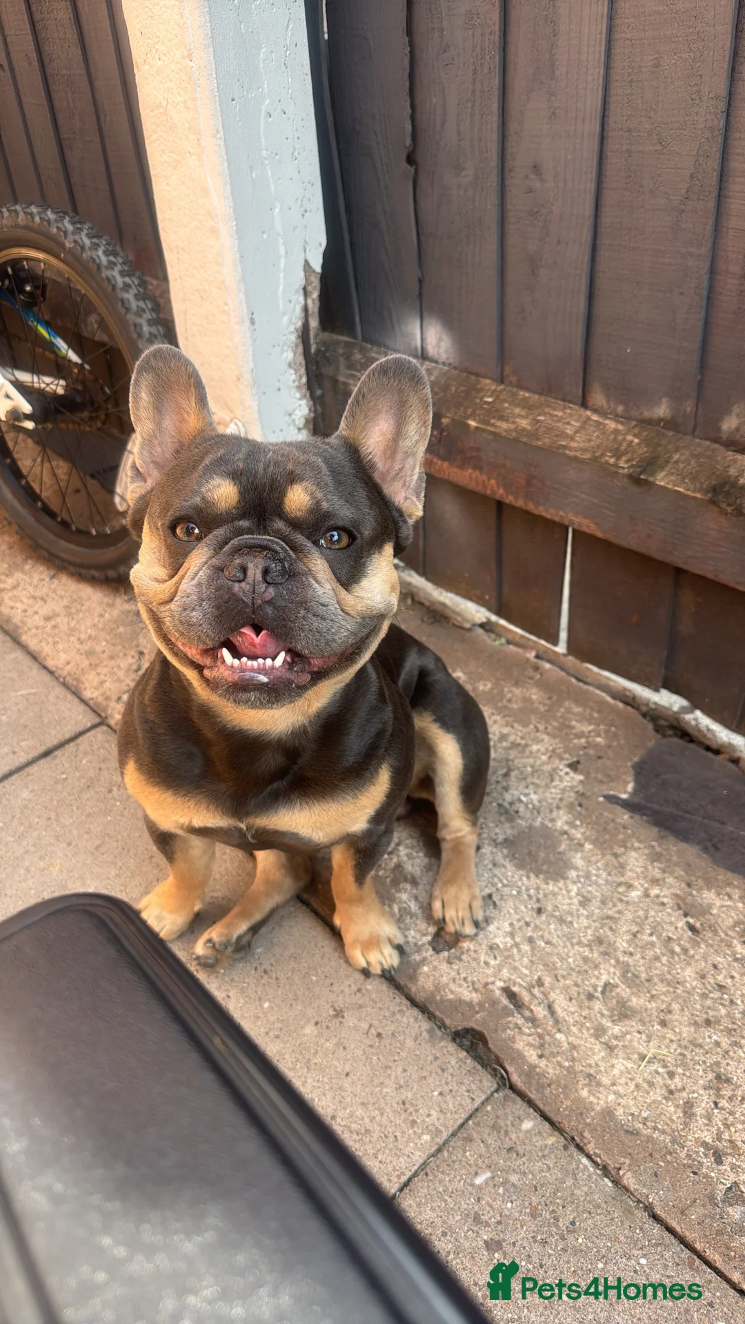 French Bulldog dogs for stud: French Bulldog Blue and Tan - Advert 1