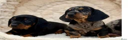 Dachshund dogs for sale: Gorgeous miniature dachshund puppies  - Advert 6