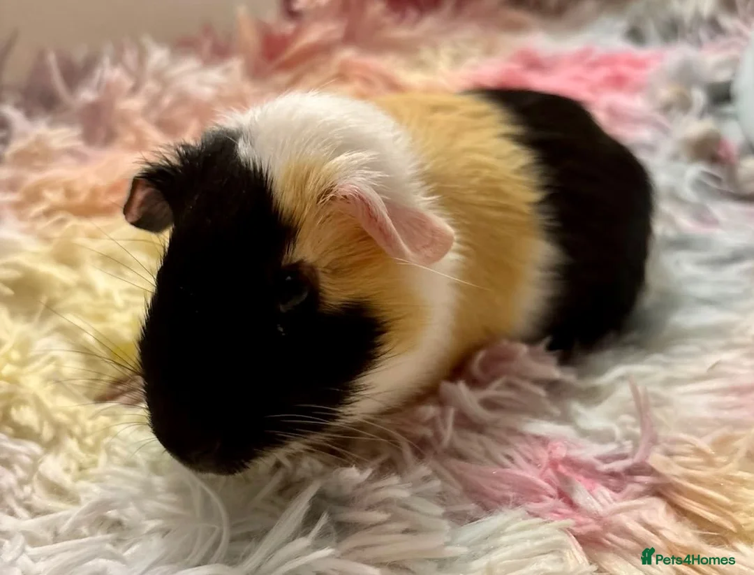 Guinea Pig rodents for sale: Guinea Pig - Young Male - Advert 1