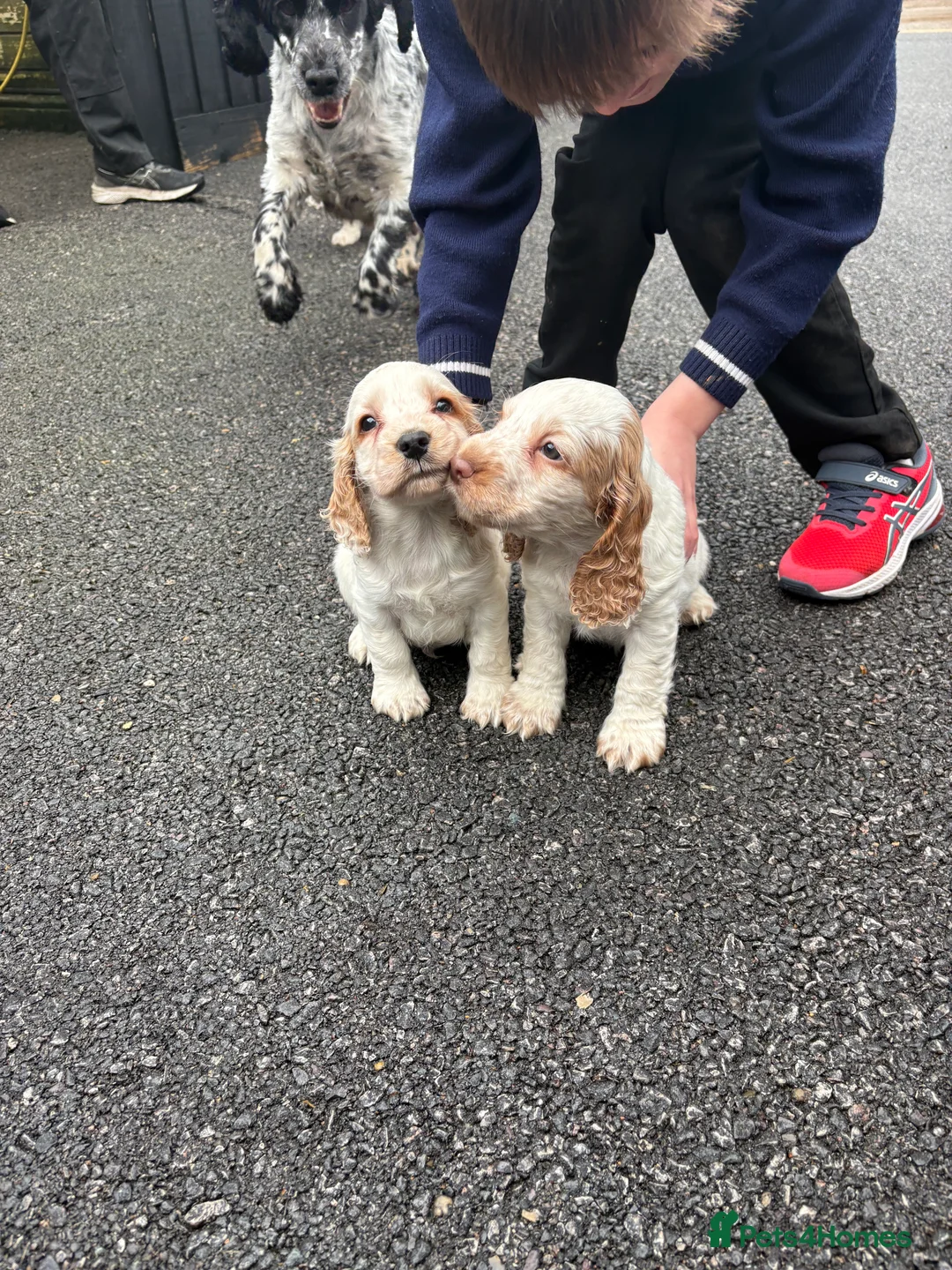 Cocker Spaniel dogs for sale: Cocker spaniels show type - Advert 4