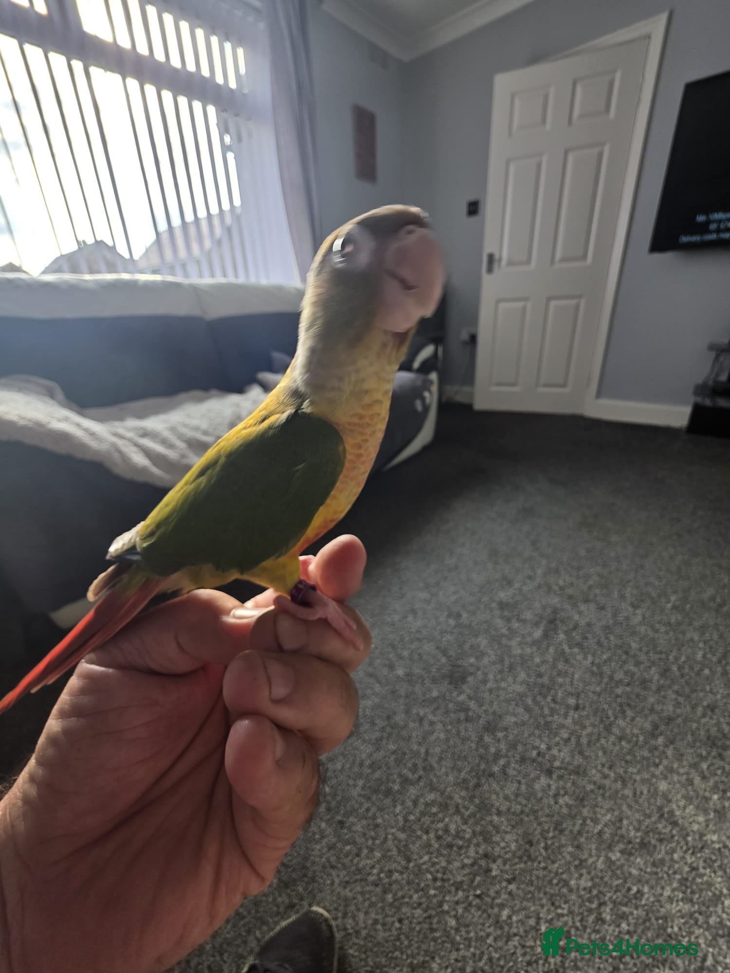 Conures birds Green cheek conure (pineapple) - Advert 2