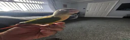 Conures birds for sale: Green cheek conure (pineapple) - Advert 1