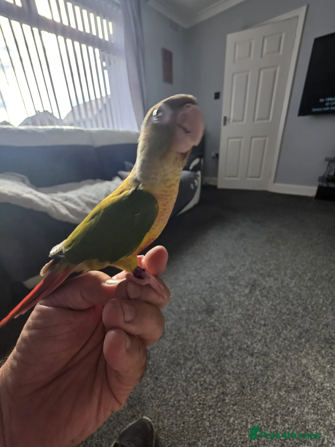 Conures birds for sale: Green cheek conure (pineapple) - Advert 1
