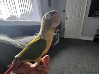 Conures birds Green cheek conure (pineapple) - Advert 2
